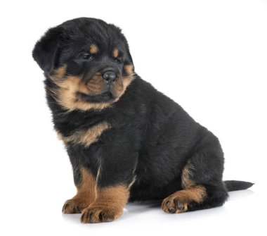 Beyaz arkaplan önünde köpek yavrusu rottweiler