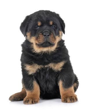 Beyaz arkaplan önünde köpek yavrusu rottweiler