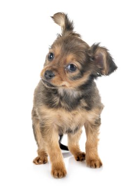 Beyaz arka plan önünde Russkiy oyuncak köpek yavrusu