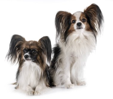 Beyaz arkaplan önünde papillon köpekler