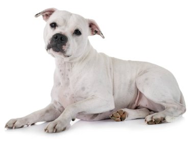 Beyaz arka planda, Stamfordshire boğa teriyeri.