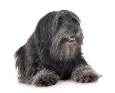 Beyaz arka plan önünde yetişkin pyrenean çoban