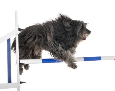 Beyaz arka plan önünde yetişkin pyrenean çoban