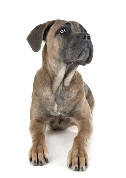 Young Cane Corso Front White Background — Stock Photo, Image