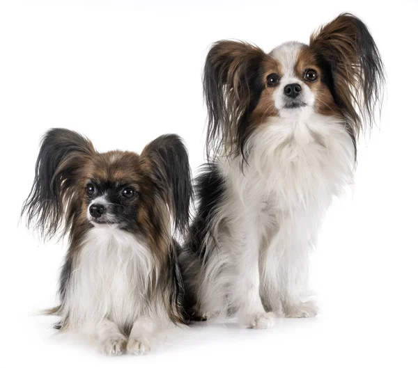 Beyaz Arkaplan Önünde Papillon Köpekler — Stok fotoğraf