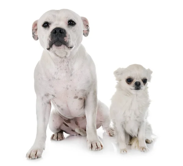 Staffordshire Touro Terrier Chihuahua Frente Fundo Branco — Fotografia de Stock