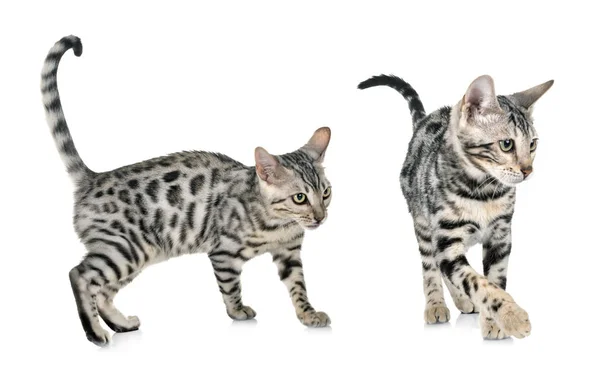 Bengal Cat Front White Background — Stock Photo, Image