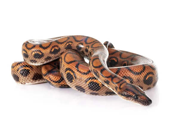 Rainbow Boa Frente Fundo Branco — Fotografia de Stock