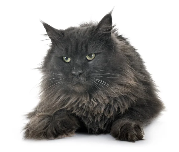 Maine Coon Kat Voorkant Van Witte Achtergrond — Stockfoto