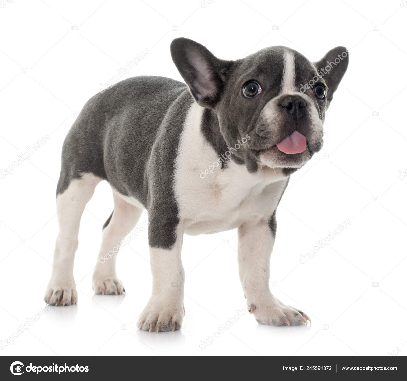 Get Grey French Bulldog Front White Background Stock Photo C Cynoclub 245591372 HD Get Wallpaper Grey French Bulldog Front White Background Stock Photo C Cynoclub 245591372 Desktop Wallpaper Free