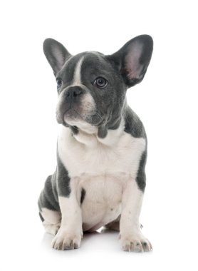 Beyaz arka plan önünde gri Fransız buldozer