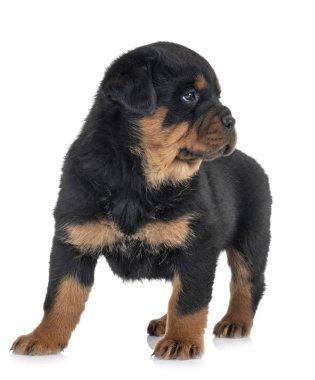 Beyaz arkaplan önünde köpek yavrusu rottweiler
