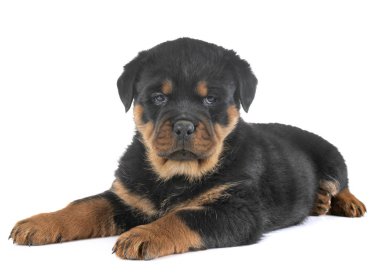 Beyaz arkaplan önünde köpek yavrusu rottweiler