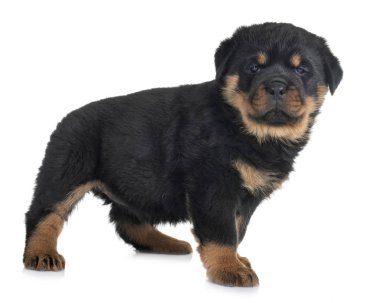 Beyaz arkaplan önünde köpek yavrusu rottweiler