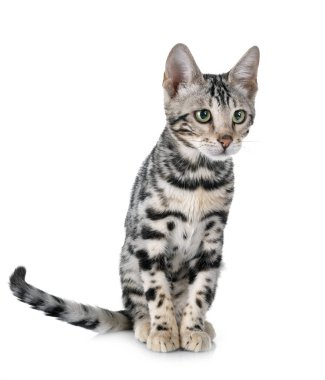 Bengal kedisi beyaz arka planda