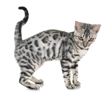 Bengal kedisi beyaz arka planda