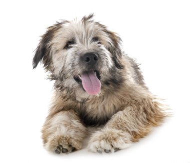 Beyaz arka plan önünde köpek yavrusu pyrenean çoban