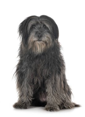 Beyaz arka plan önünde yetişkin pyrenean çoban