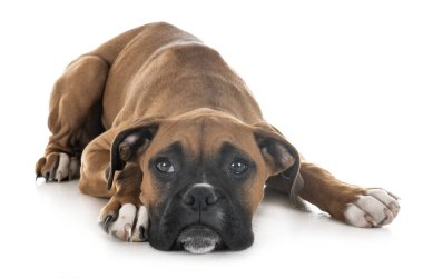 Beyaz arka plan önünde köpek yavrusu boxer