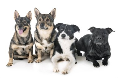 Beyaz arkaplan önünde bir grup köpek