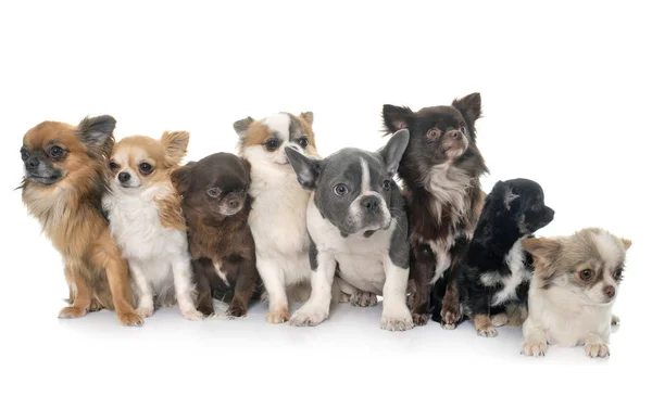 Grupo Chihuahua Frente Fondo Blanco — Foto de Stock