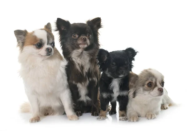 Grupp Chihuahua Framför Vit Bakgrund — Stockfoto