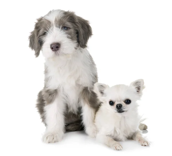 Valp Skägg Collie Och Chihuahua Framför Vit Bakgrund — Stockfoto