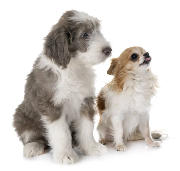 Welpe Bärtiger Collie Und Chihuahua Vor Weißem Hintergrund — Stockfoto