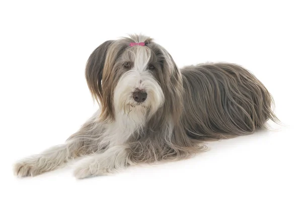 Bearded Collie Voor Witte Achtergrond — Zdjęcie stockowe