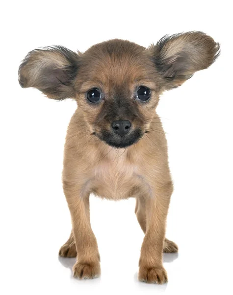 Puppy Russkiy Toy Voor Witte Achtergrond — Stockfoto