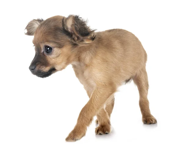 Puppy Russkiy Toy Voor Witte Achtergrond — Stockfoto