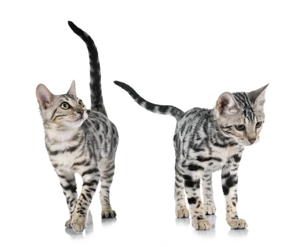 Bengal Cat Front White Background — Stock Photo, Image