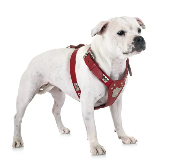 Staffordshire Bull Terrier Voorkant Van Witte Achtergrond — Stockfoto