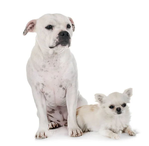 Staffordshire Touro Terrier Chihuahua Frente Fundo Branco — Fotografia de Stock