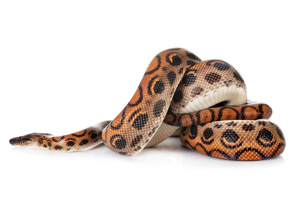 Rainbow Boa Frente Fundo Branco — Fotografia de Stock