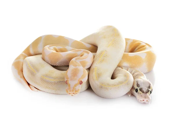 Pythons Reais Frente Fundo Branco — Fotografia de Stock