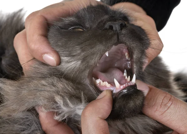 Maine Coon Katt Tänder Framför Vit Bakgrund — Stockfoto