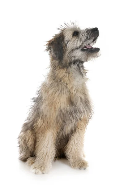 Puppy Pyrenese Herder Voor Witte Achtergrond — Stockfoto