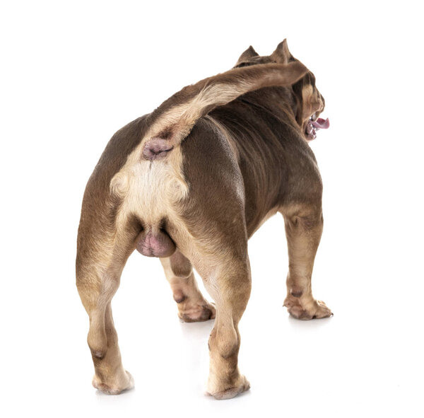 back of american bully in front of white background