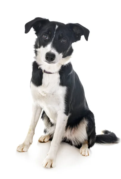 Border Collie Front White Background — Stock Photo, Image