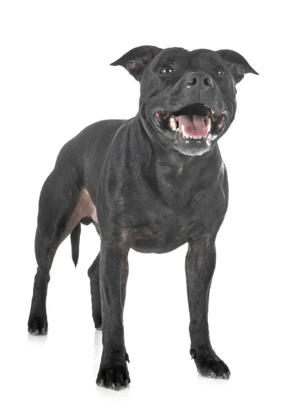 Staffordshire Terrier Toro Frente Fondo Blanco — Foto de Stock