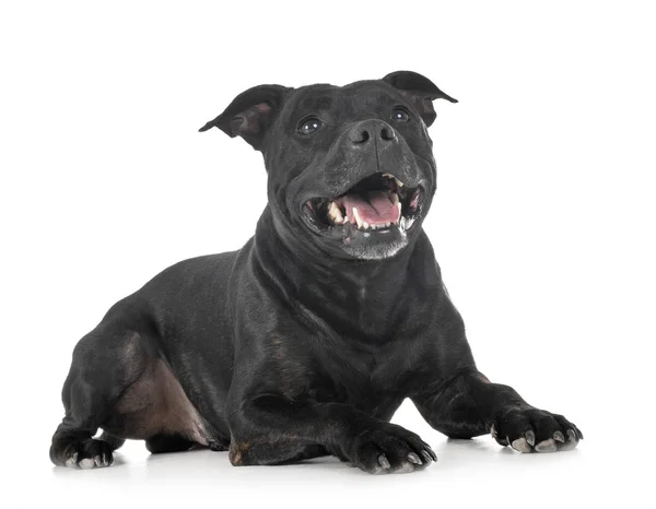 Staffordshire Tjur Terrier Framför Vit Bakgrund — Stockfoto