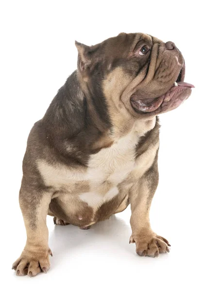 American Bully Front White Background Royalty Free Stock Photos