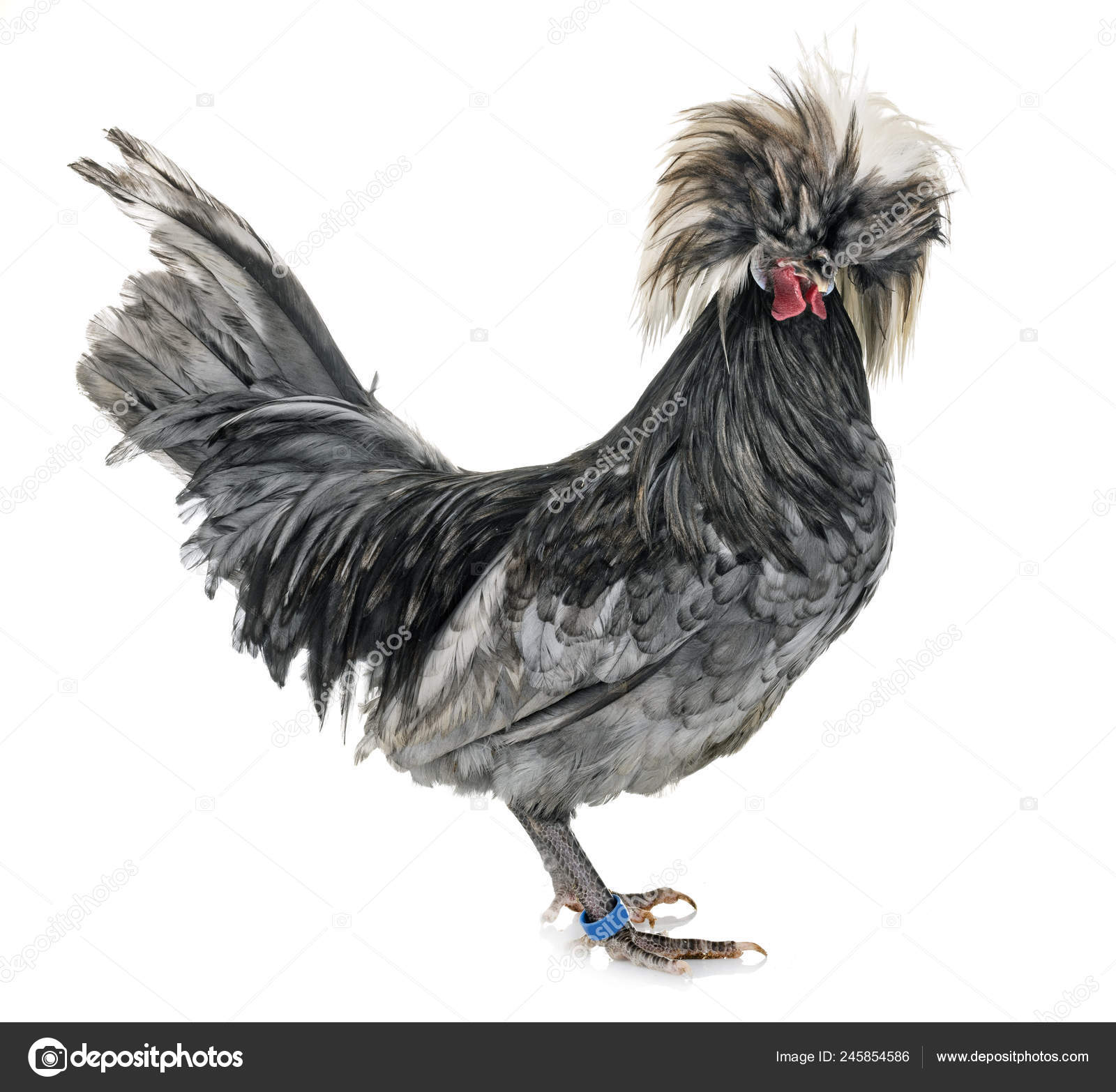 Polish Chicken Front White Background Stock Photo C Cynoclub 245854586