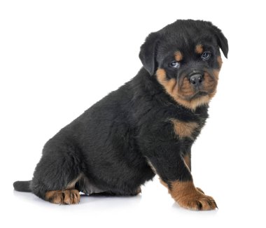 Beyaz arkaplan önünde köpek yavrusu rottweiler