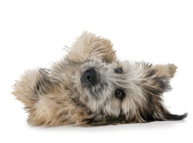 Beyaz arka plan önünde köpek yavrusu pyrenean çoban