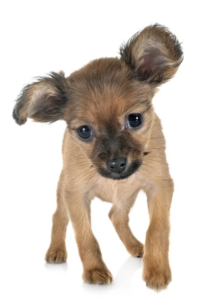 Puppy Russkiy Toy Voor Witte Achtergrond — Stockfoto