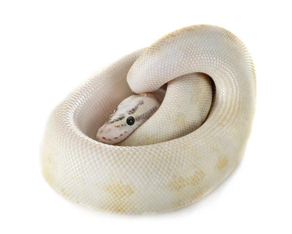 白い背景の前にロイヤルの Python — ストック写真