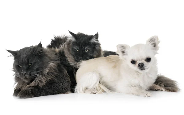 Maine Coon Katter Och Chihuahua Framför Vit Bakgrund — Stockfoto