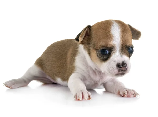 Puppy chihuahua in studio — Stockfoto